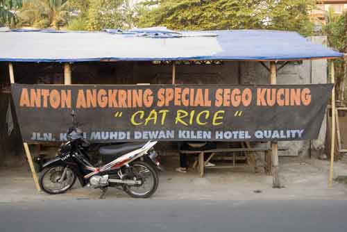 cat rice-AsiaPhotoStock