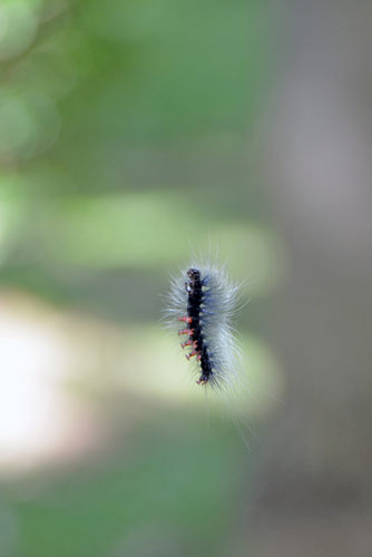 caterpillar thailand-AsiaPhotoStock