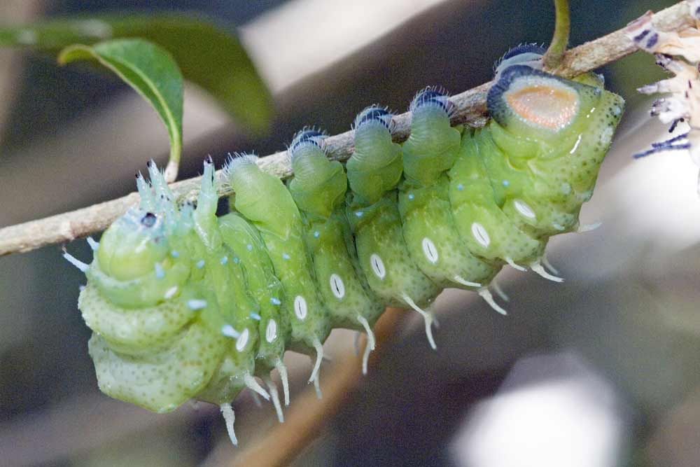 green caterpillar-AsiaPhotoStock