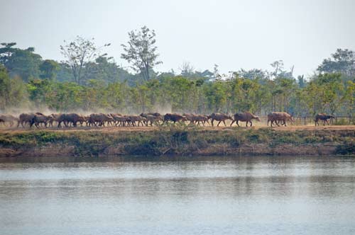 cattle in sukhothai-AsiaPhotoStock