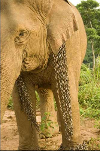 elephant chains-AsiaPhotoStock