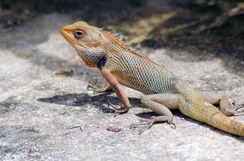 changeable lizards-AsiaPhotoStock