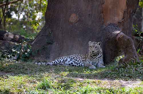 cheetah taman safari 2-AsiaPhotoStock
