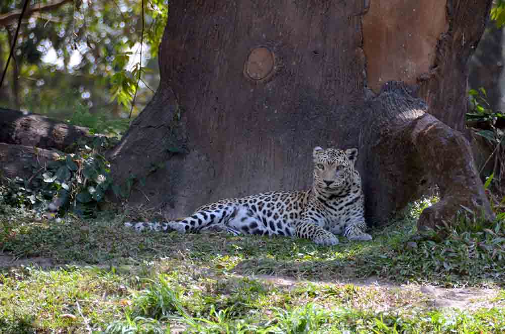 cheetah taman safari 2-AsiaPhotoStock