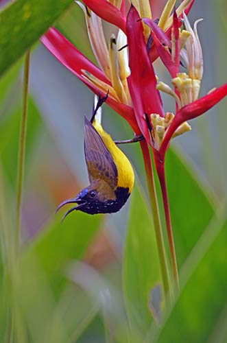 chirping sunbird-AsiaPhotoStock