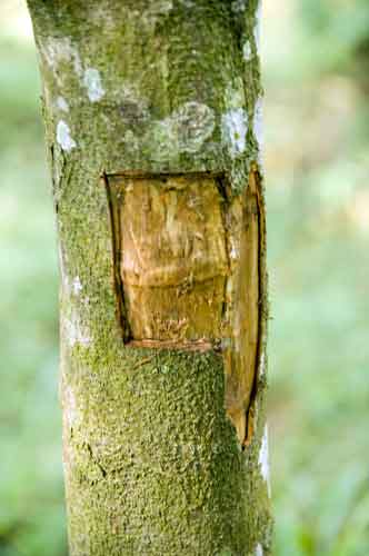 cinnamon tree bark-AsiaPhotoStock