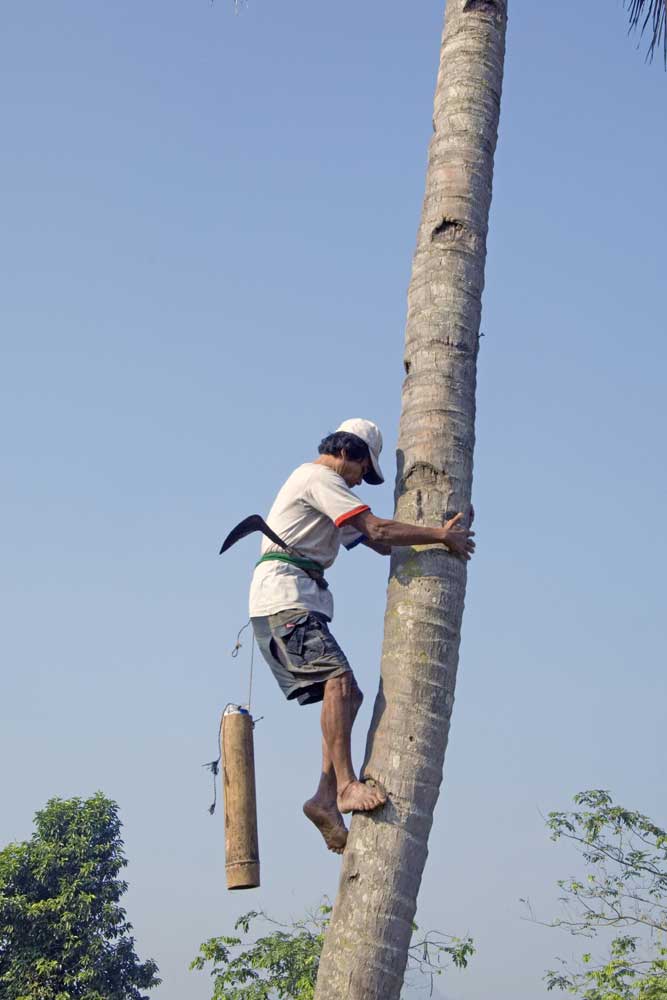 climbing trees-AsiaPhotoStock