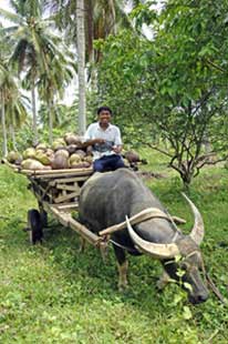 coconut harvest-AsiaPhotoStock