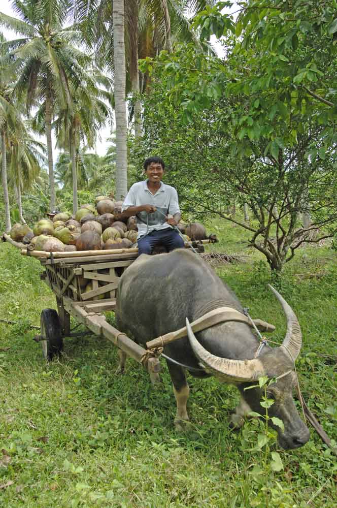 coconut harvest-AsiaPhotoStock