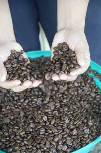 brown coffee beans-AsiaPhotoStock