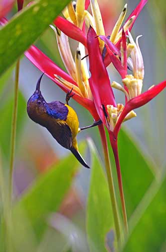 colouful sunbird-AsiaPhotoStock
