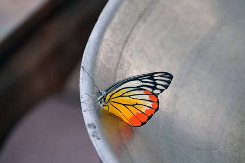 common jezebel butterfly-AsiaPhotoStock