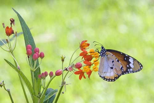 common tiger butterflies-AsiaPhotoStock