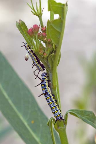 common tiger caterpillar-AsiaPhotoStock