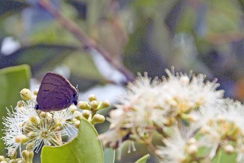copper flash butterfly-AsiaPhotoStock