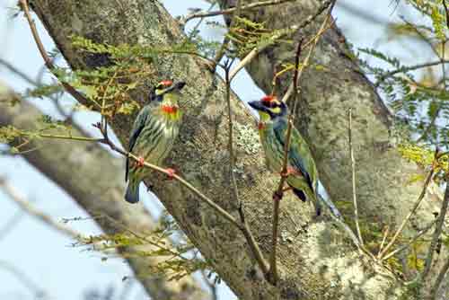 coppersmith barbets-AsiaPhotoStock