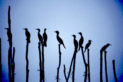cormorants-AsiaPhotoStock
