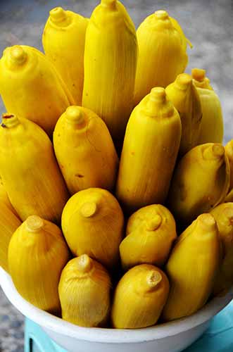 yellow corn cobs bali-AsiaPhotoStock