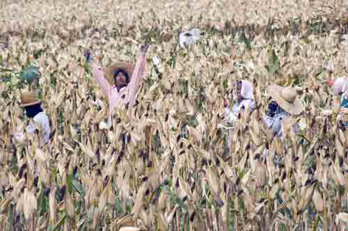 corn field workers-AsiaPhotoStock