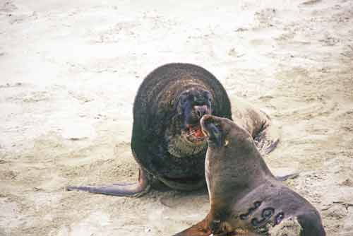 courting sea lions-AsiaPhotoStock