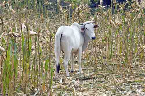 cow in corn field-AsiaPhotoStock