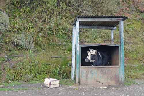 cow in a box-AsiaPhotoStock