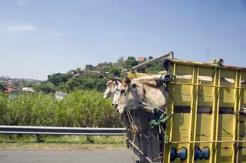 transporting cows-AsiaPhotoStock