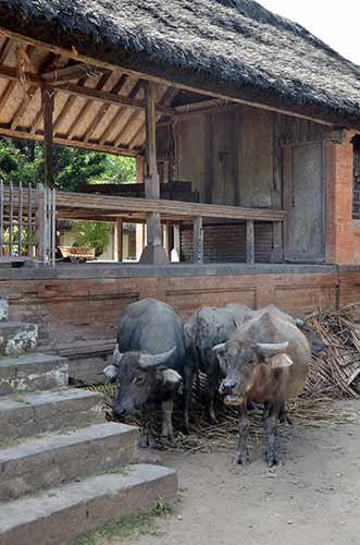 cows tenganan bali-AsiaPhotoStock