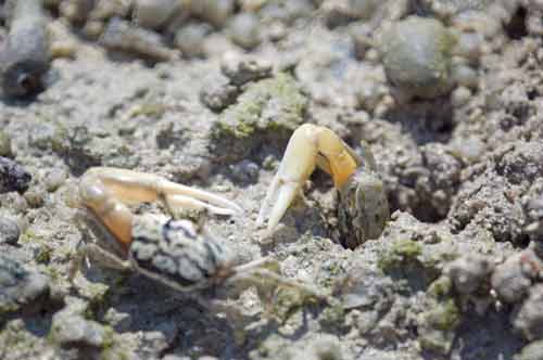 two fiddler crabs-AsiaPhotoStock