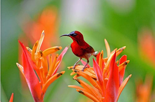 red bird and heliconia-AsiaPhotoStock