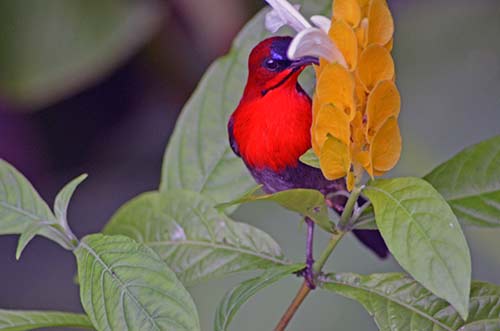 crimson sunbird-AsiaPhotoStock