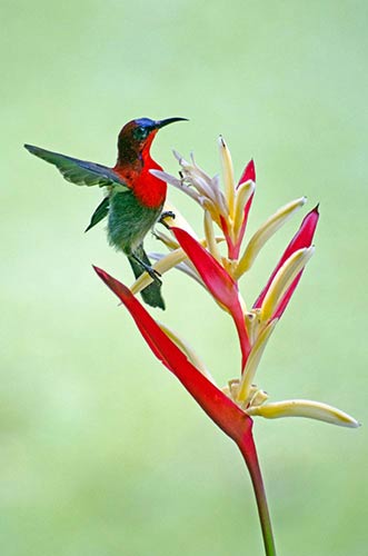 crimson sunbird singapore-AsiaPhotoStock