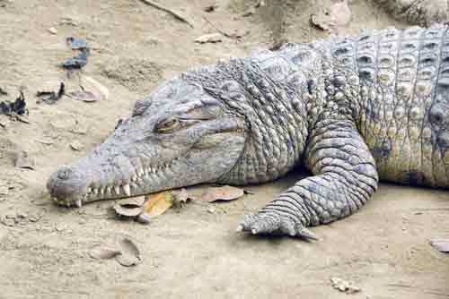 philippines crocodile-AsiaPhotoStock