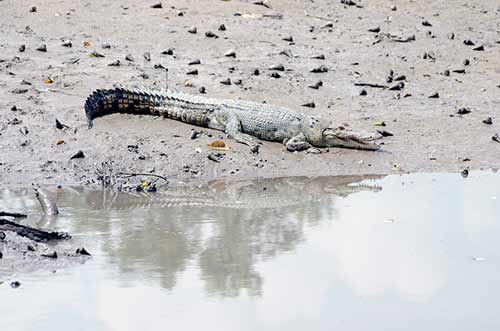 crocodile reflecting-AsiaPhotoStock