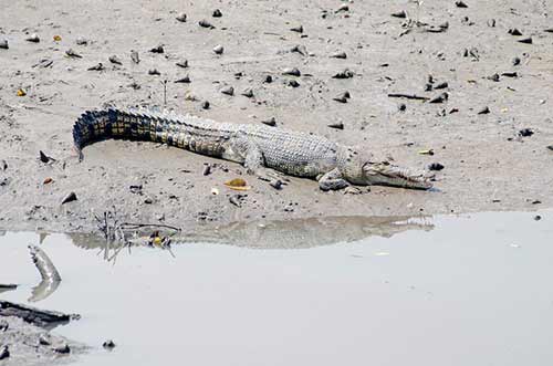 crocodile sunning-AsiaPhotoStock