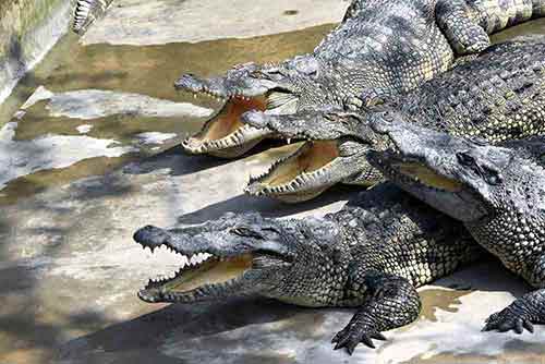 crocodiles vietnam-AsiaPhotoStock