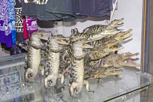 stuffed crocodiles-AsiaPhotoStock