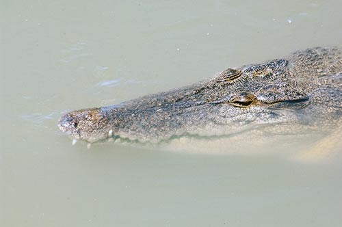 crocodiles singapore-AsiaPhotoStock