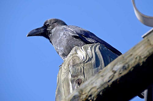 giant crow hokkaido-AsiaPhotoStock