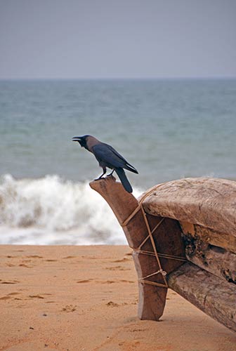 crow on boat-AsiaPhotoStock
