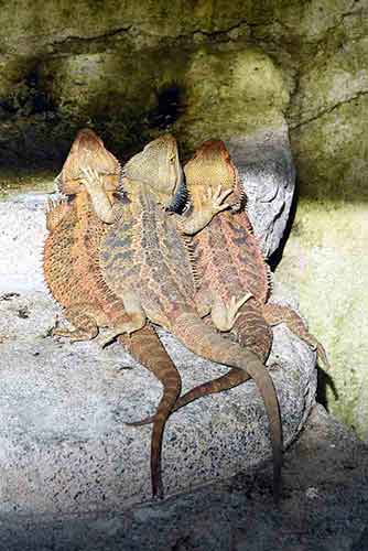 lizards at entopia penang-AsiaPhotoStock