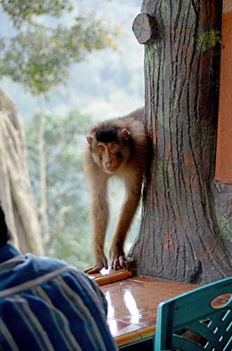 curious monkey-AsiaPhotoStock