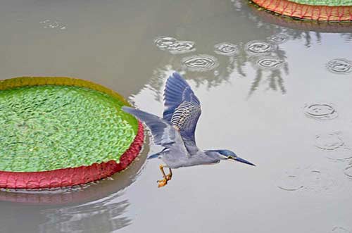 darting heron-AsiaPhotoStock