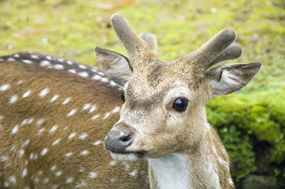 deer-AsiaPhotoStock