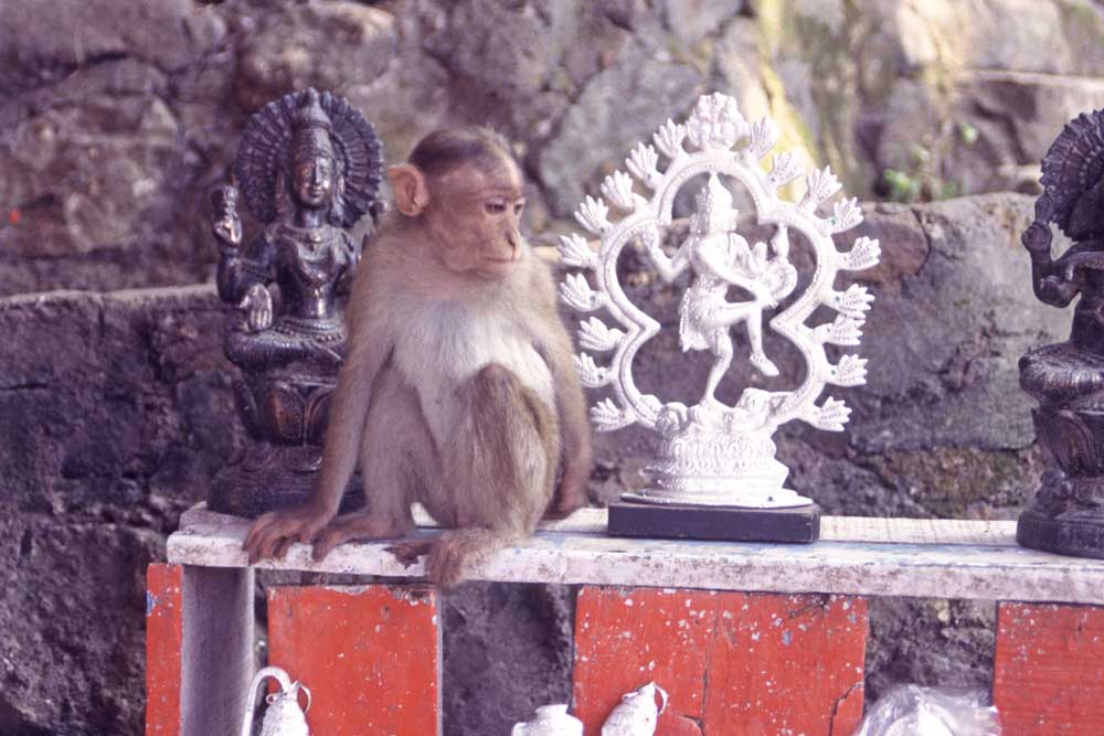 delhi monkey-AsiaPhotoStock
