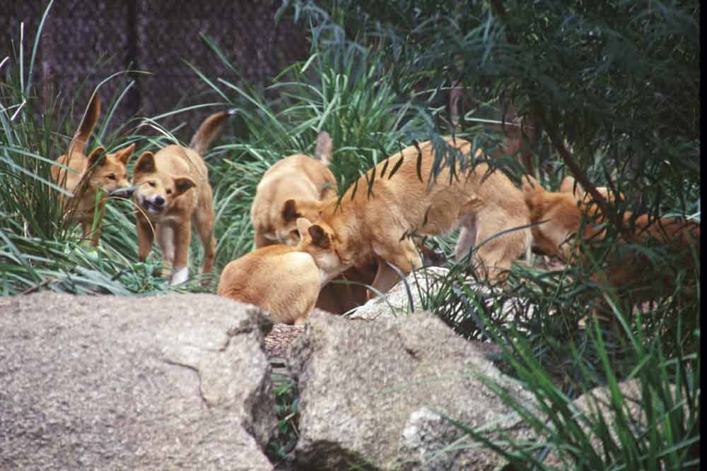 dingoes-AsiaPhotoStock