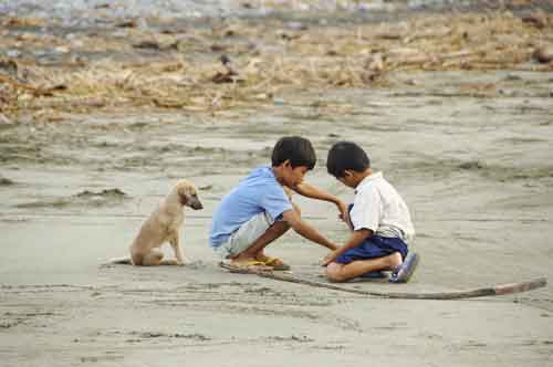 dog on beach-AsiaPhotoStock