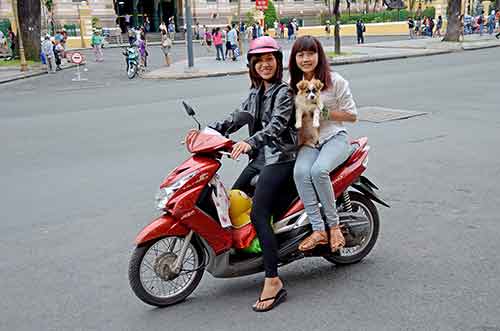 dog on motorbike-AsiaPhotoStock