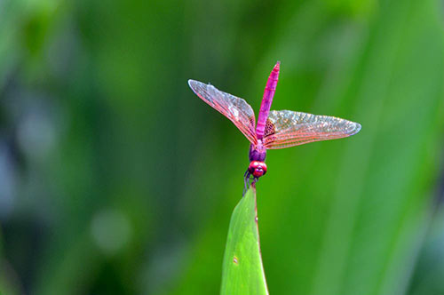 dragon fly-AsiaPhotoStock