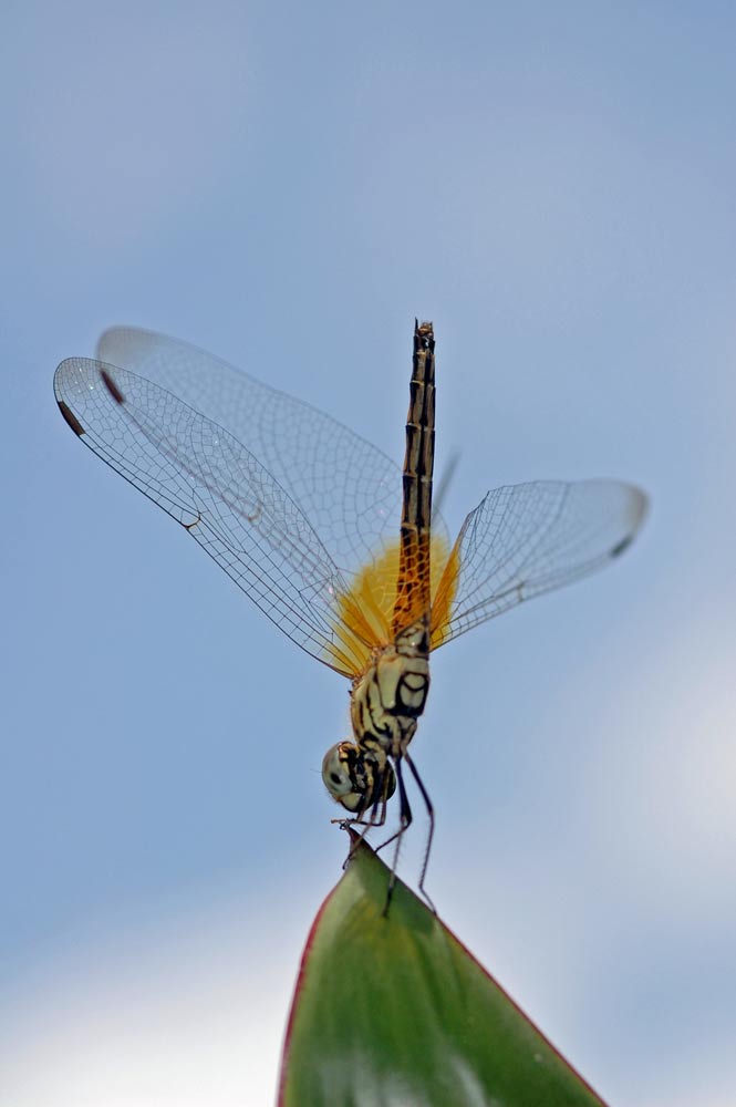 dragonfly-AsiaPhotoStock